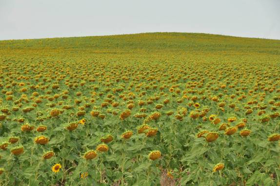 Belíssima plantação de girassóis ao lado do Badlands National Park, em South Dakota, nos Estados Unidos